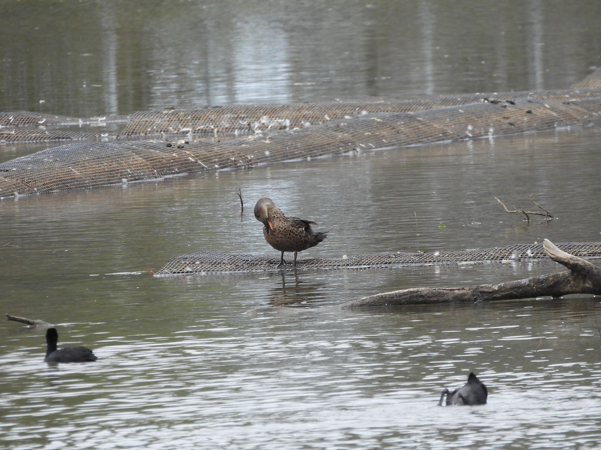 Gray Teal - ML644842144