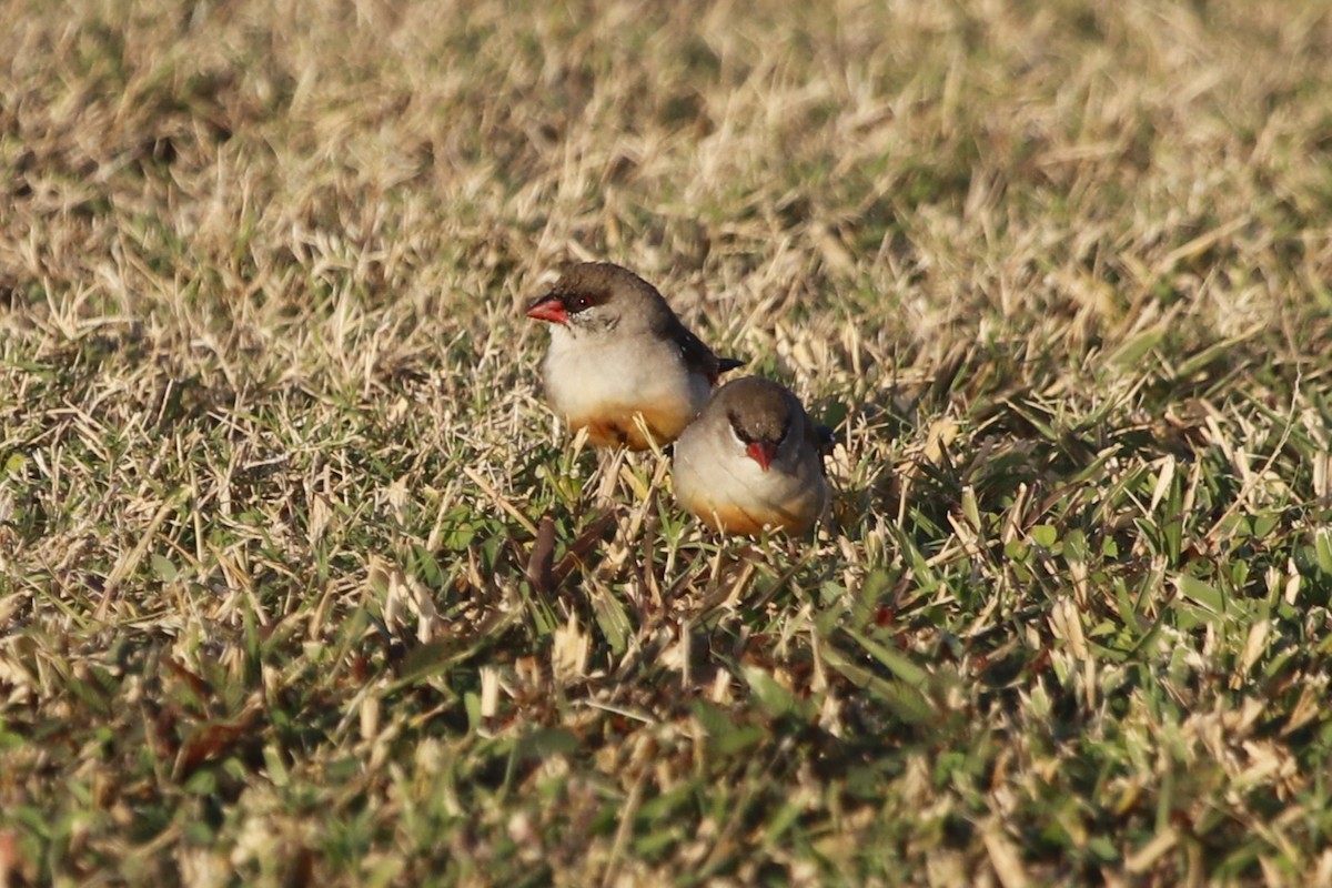 Red Avadavat - ML644842145