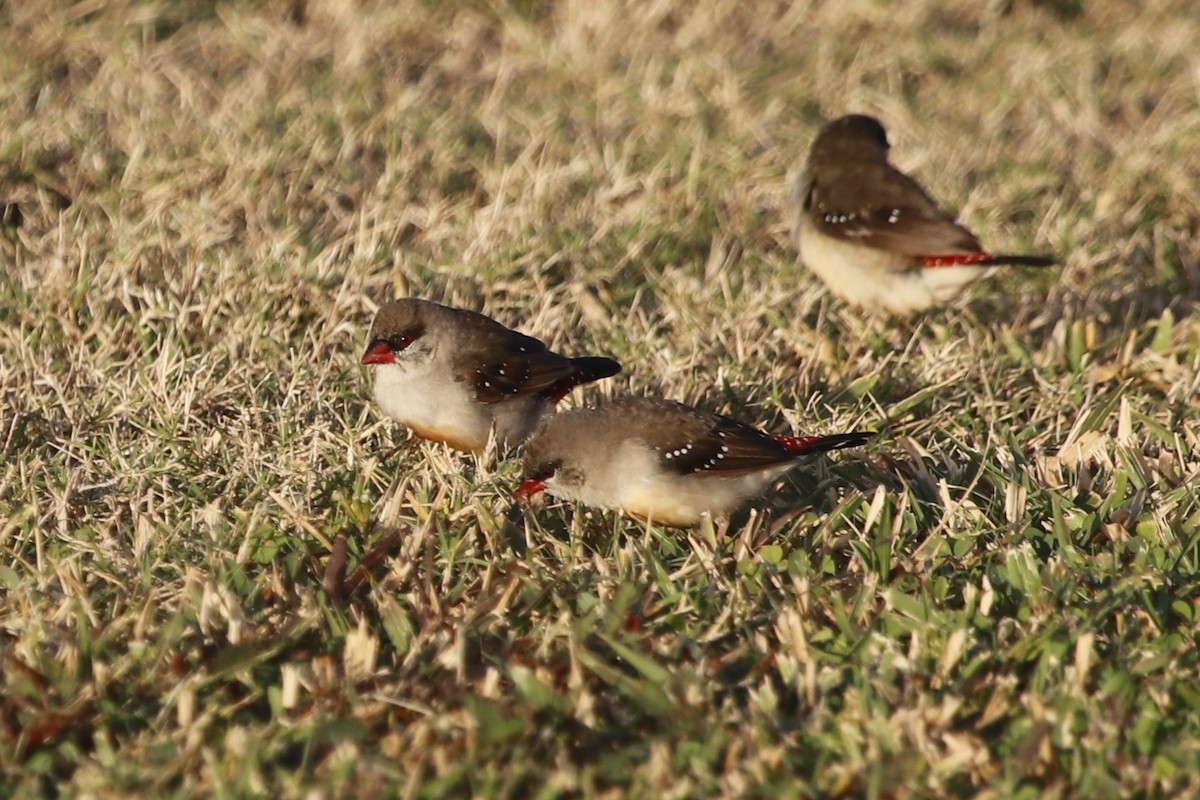 Red Avadavat - ML644842146