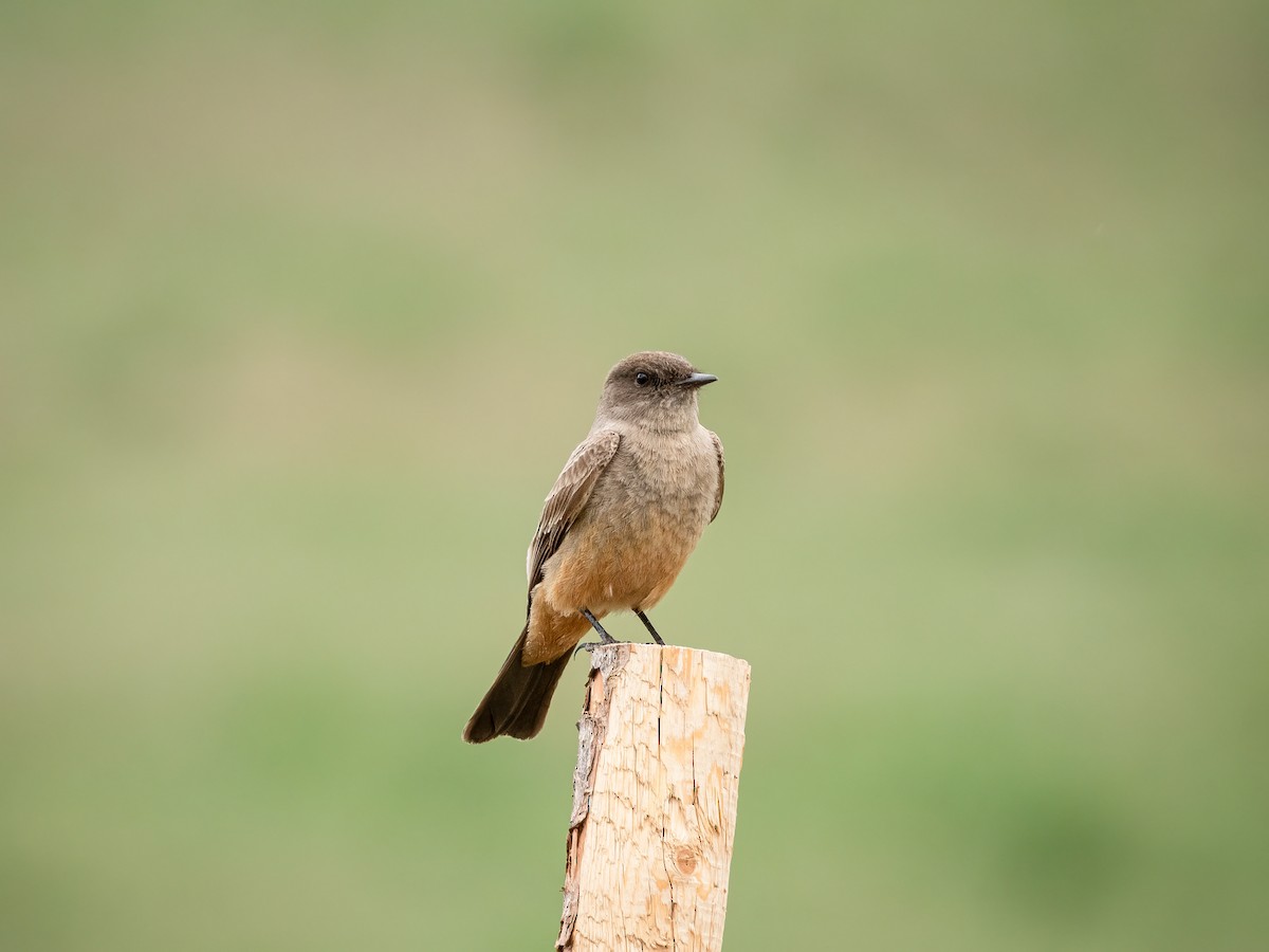Say's Phoebe - ML644842147
