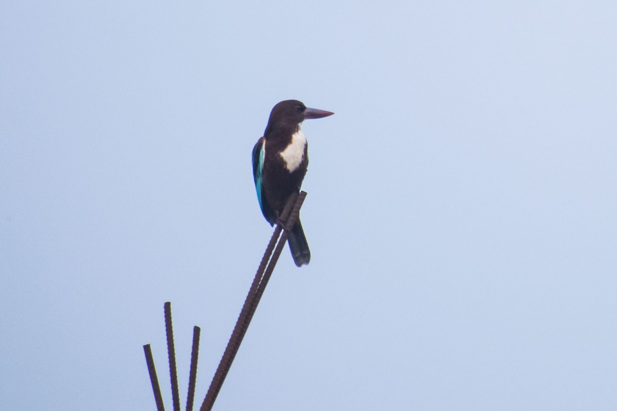 White-throated Kingfisher - ML644842148
