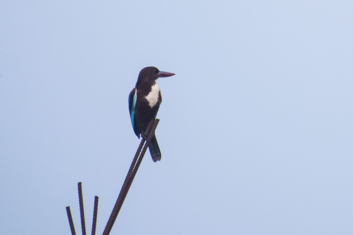 White-throated Kingfisher - ML644842149