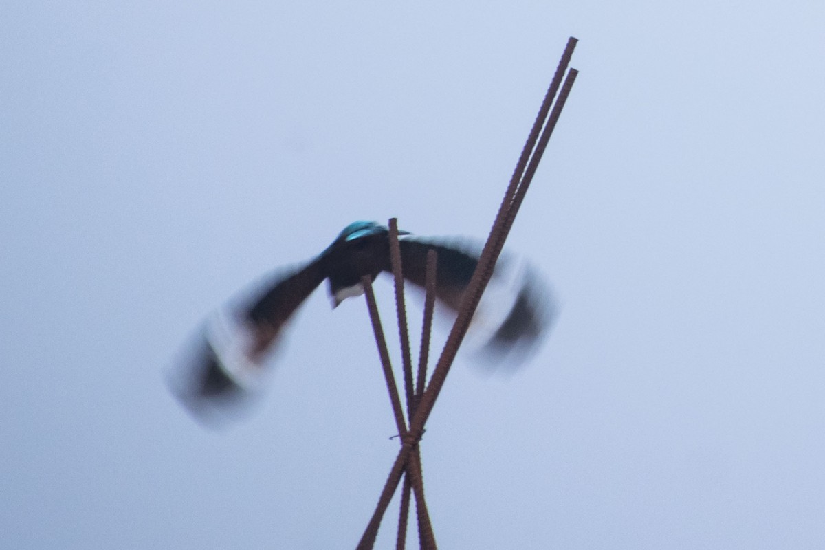 White-throated Kingfisher - ML644842150