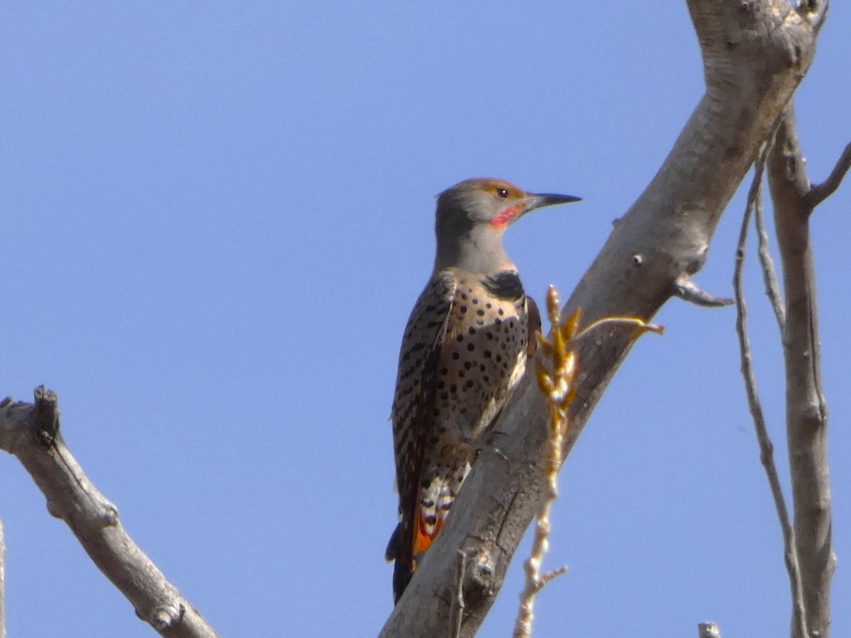 Northern Flicker - ML644842152