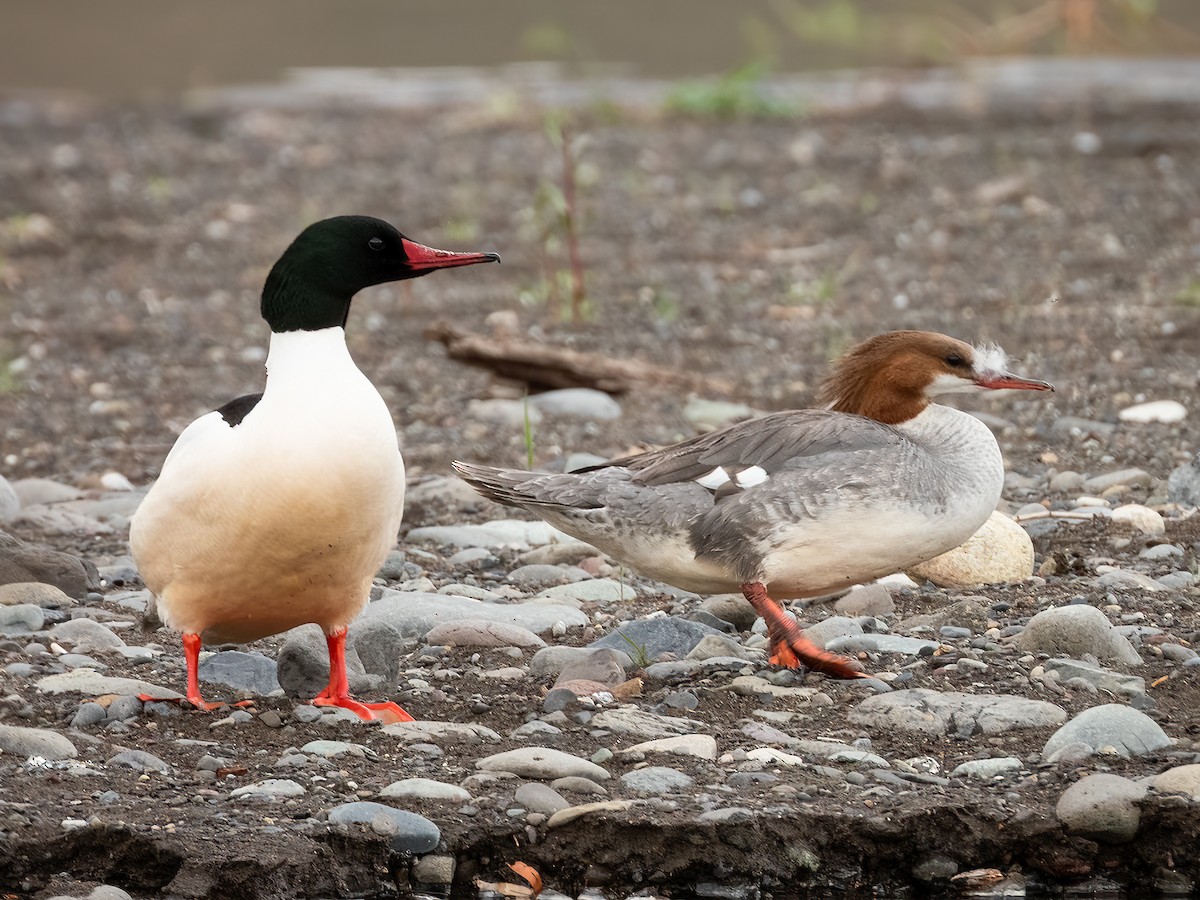 Common Merganser (North American) - ML644842153