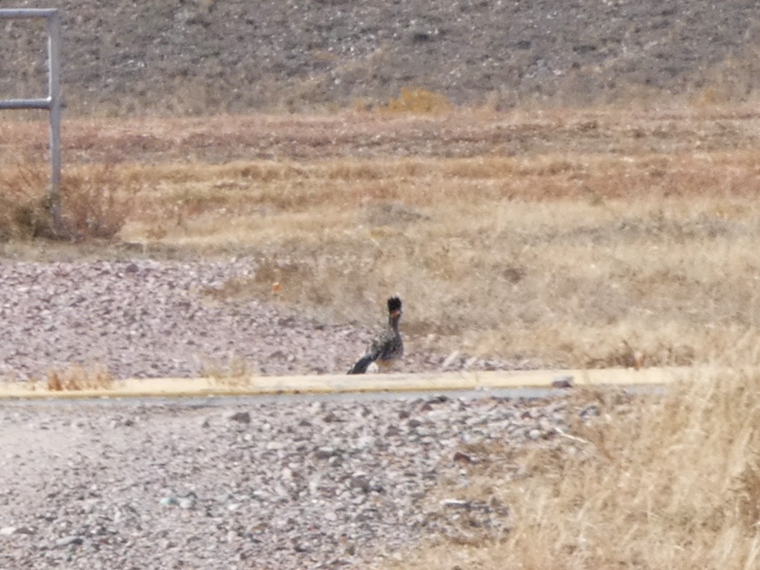 Greater Roadrunner - ML644842155