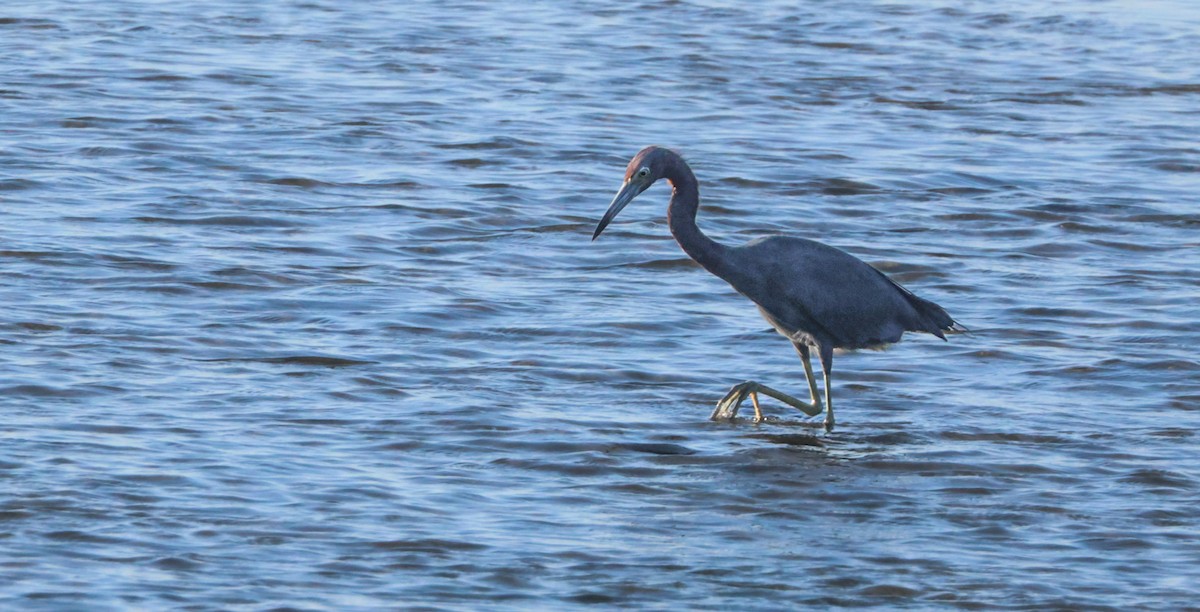 Little Blue Heron - ML644842157
