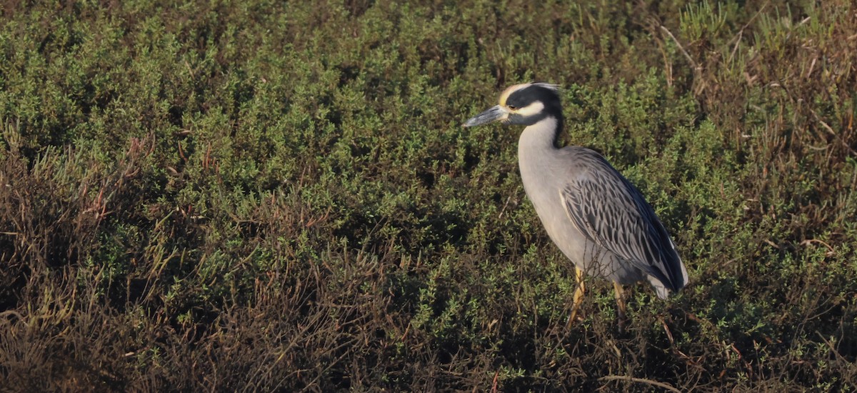 kvakoš žlutočelý - ML644842168