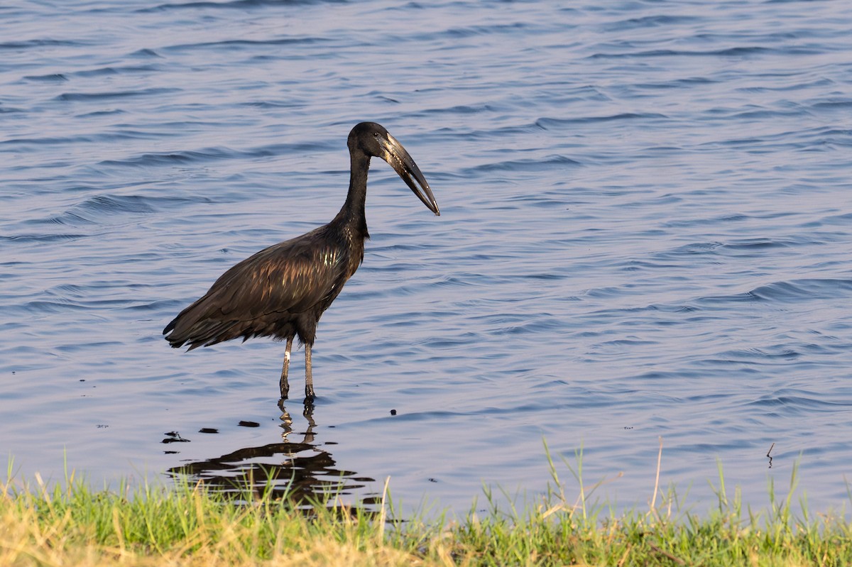 African Openbill - ML644842170