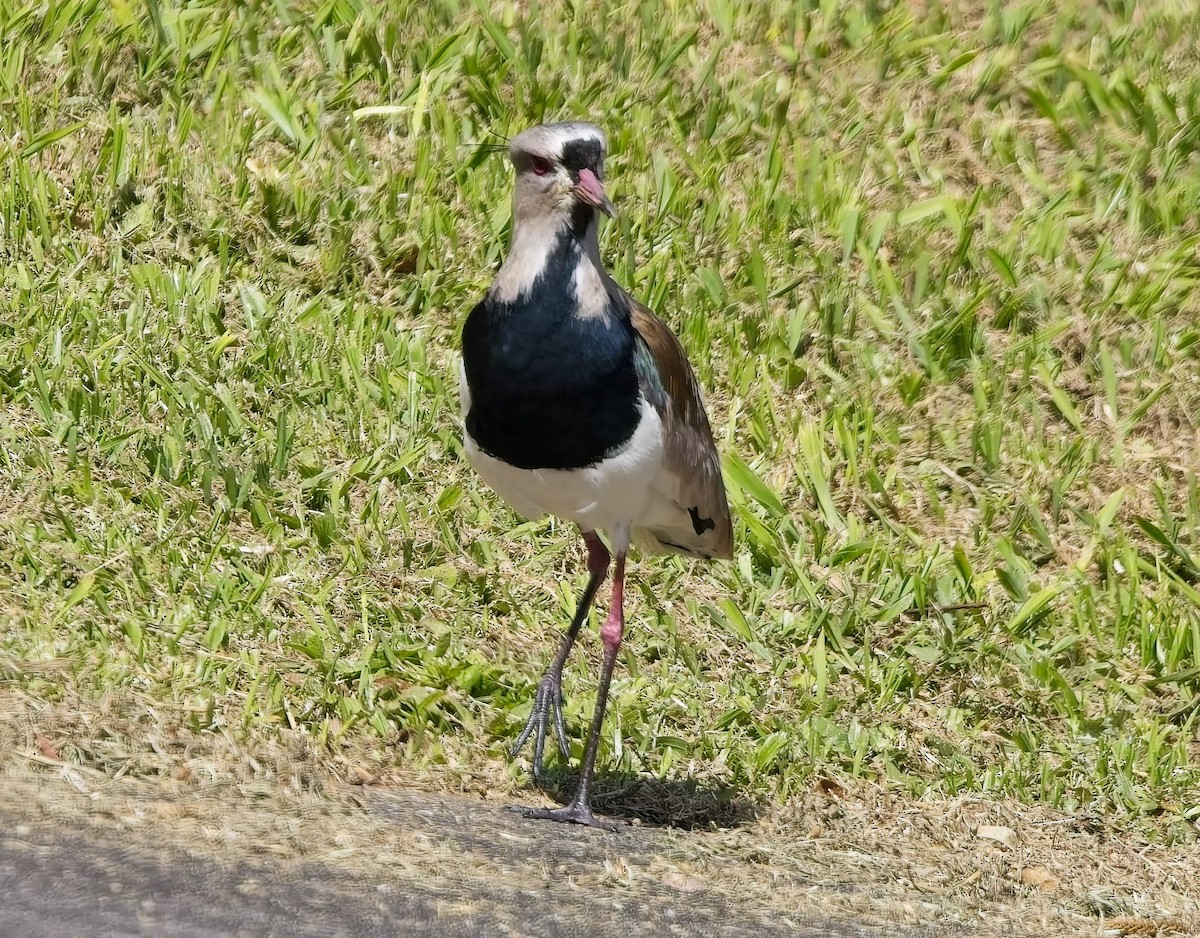 čejka jihoamerická - ML644842171