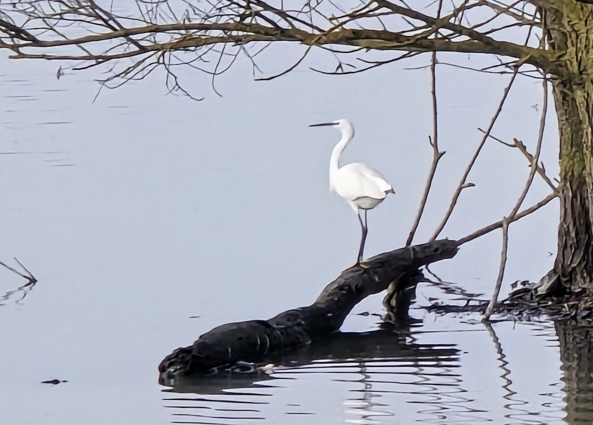 volavka stříbřitá (ssp. garzetta) - ML644842172
