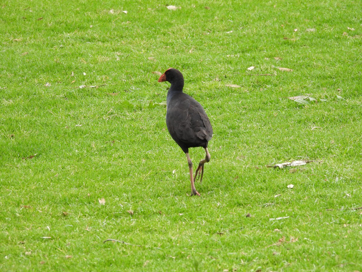 slípka australasijská - ML644842173