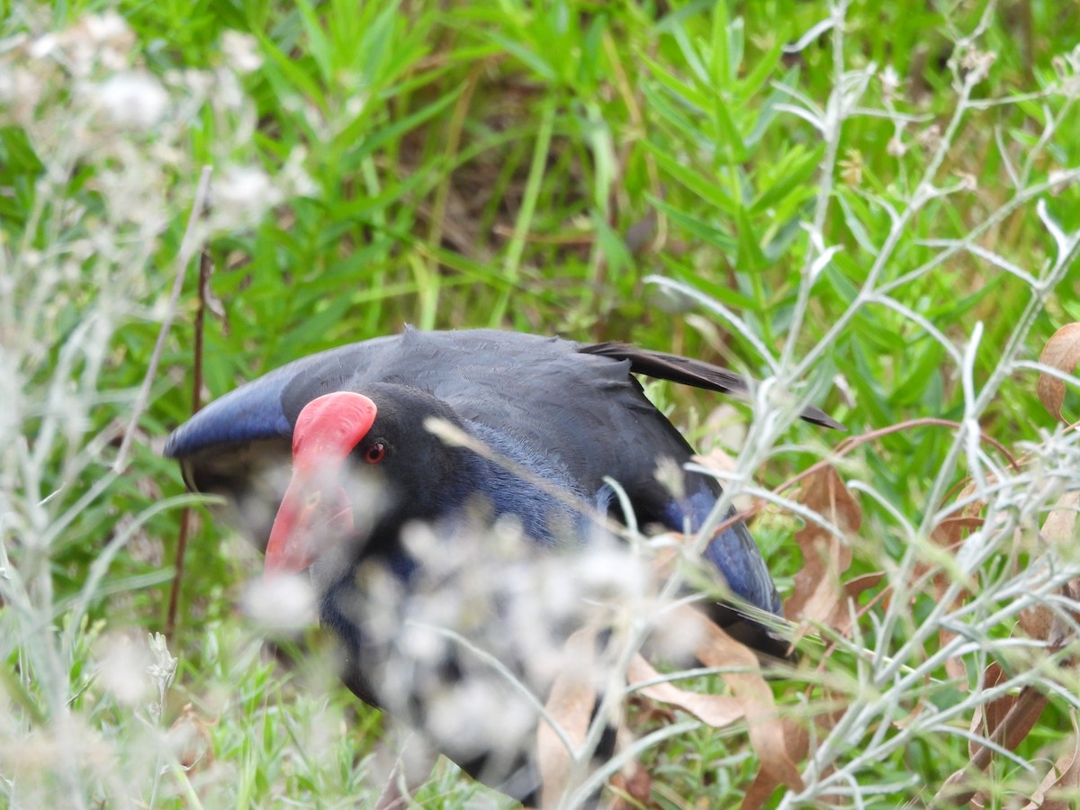 slípka australasijská - ML644842174