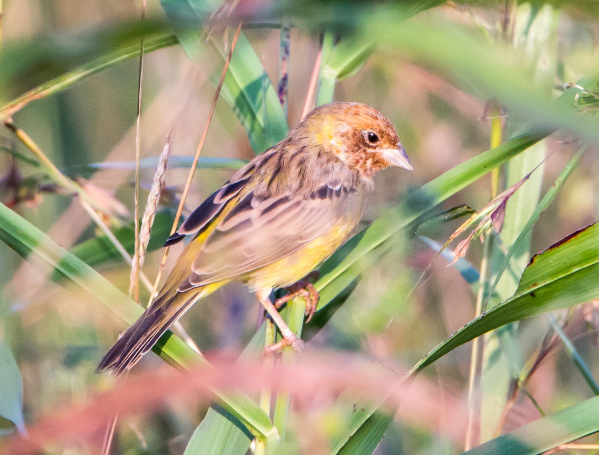 strnad hnědohlavý - ML644842176