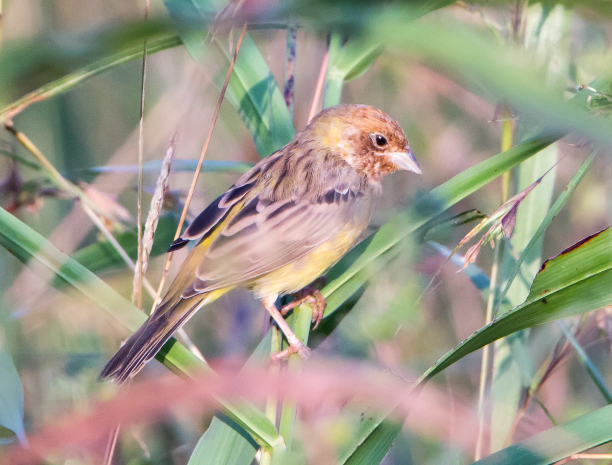 strnad hnědohlavý - ML644842177