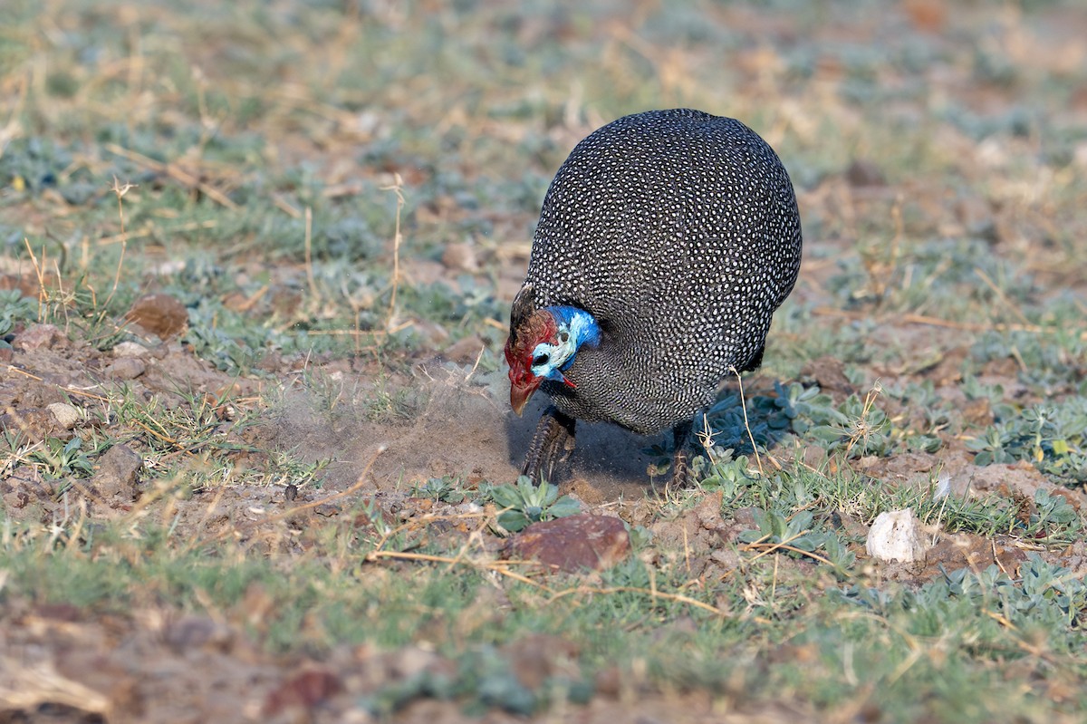 perlička kropenatá - ML644842178