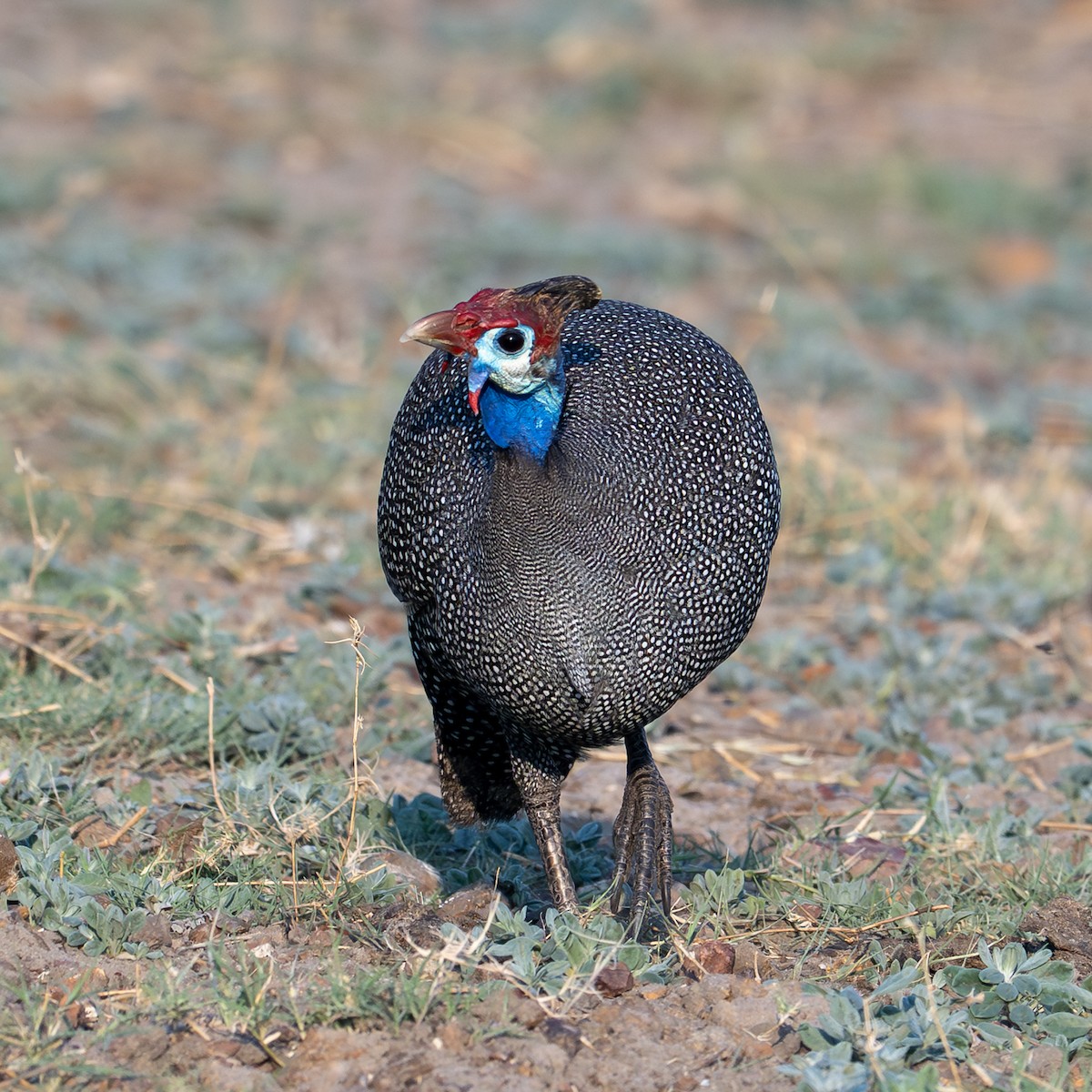 perlička kropenatá - ML644842180