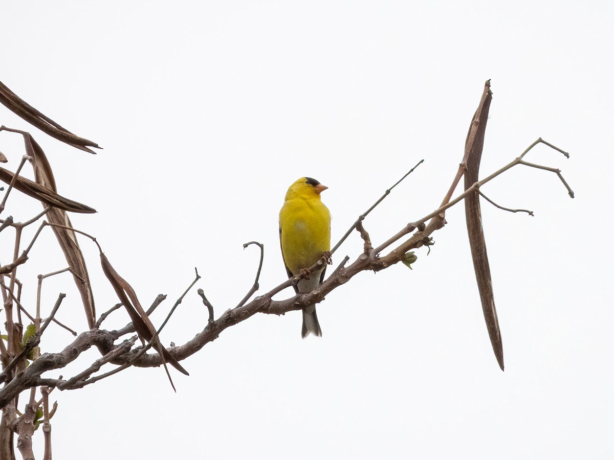 čížek žlutý - ML644842181