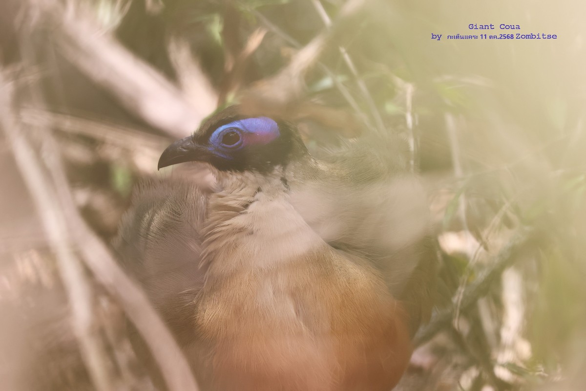 kukalka velká - ML644842182