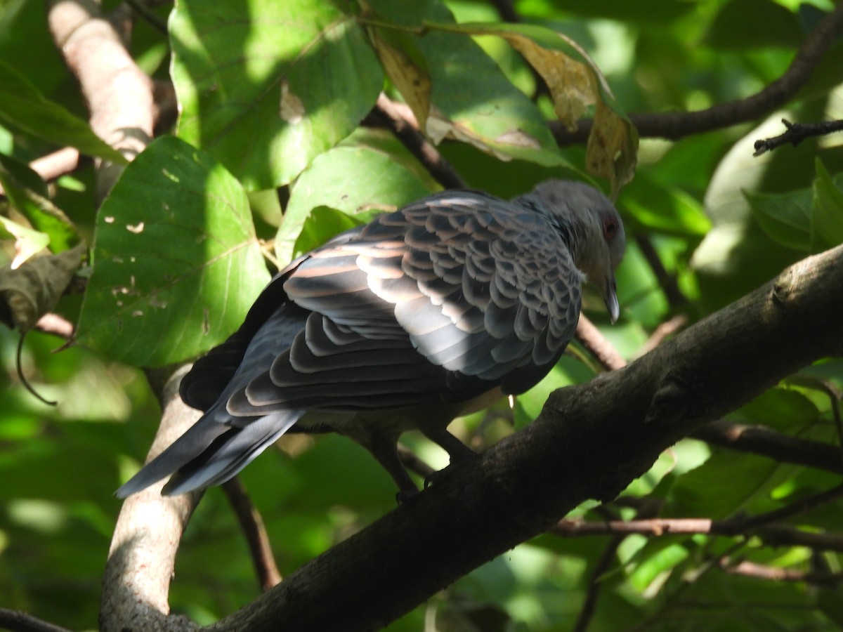 hrdlička východní - ML644842183