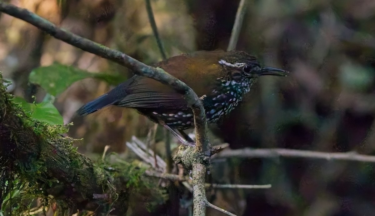 Sharp-tailed Streamcreeper - ML644842185