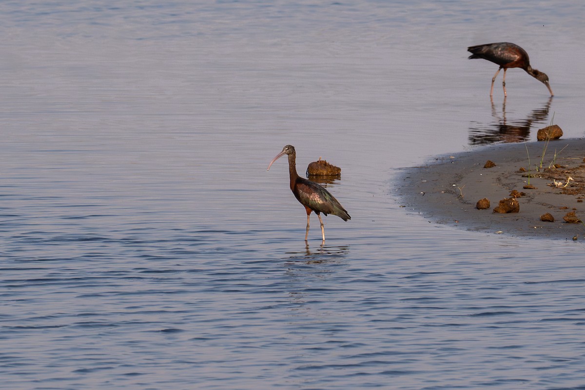 ibis hnědý - ML644842186