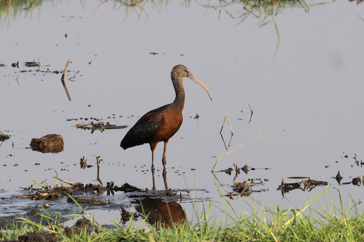 ibis hnědý - ML644842187