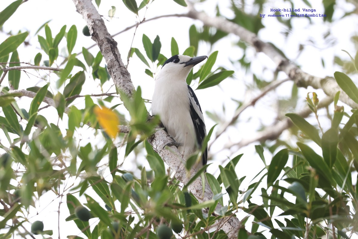 Hook-billed Vanga - ML644842189
