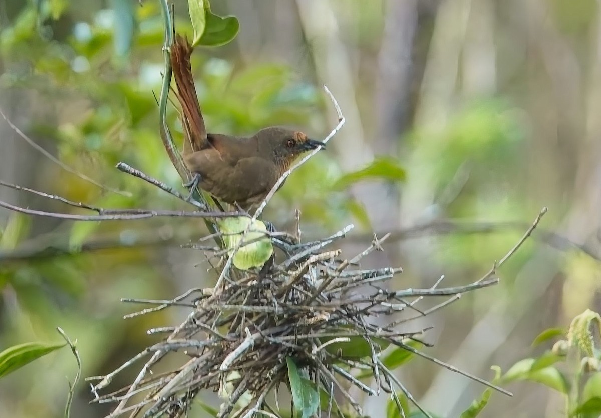 Orange-eyed Thornbird - ML644842190