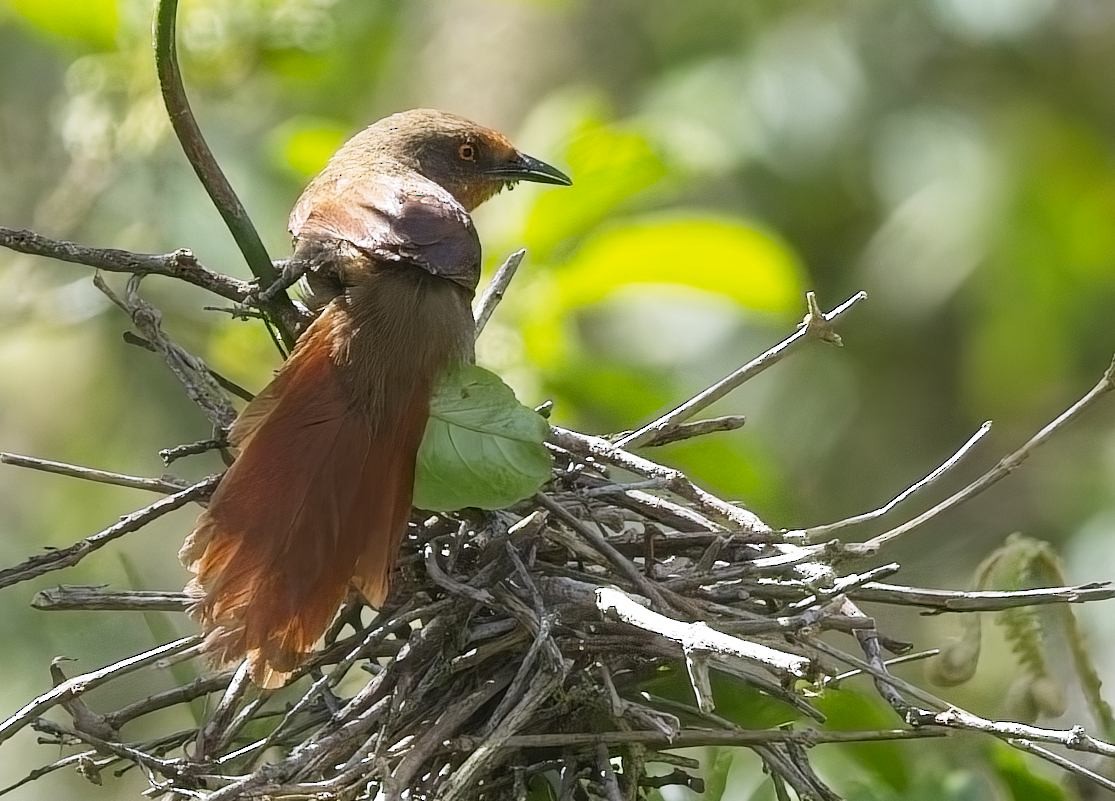 Orange-eyed Thornbird - ML644842192