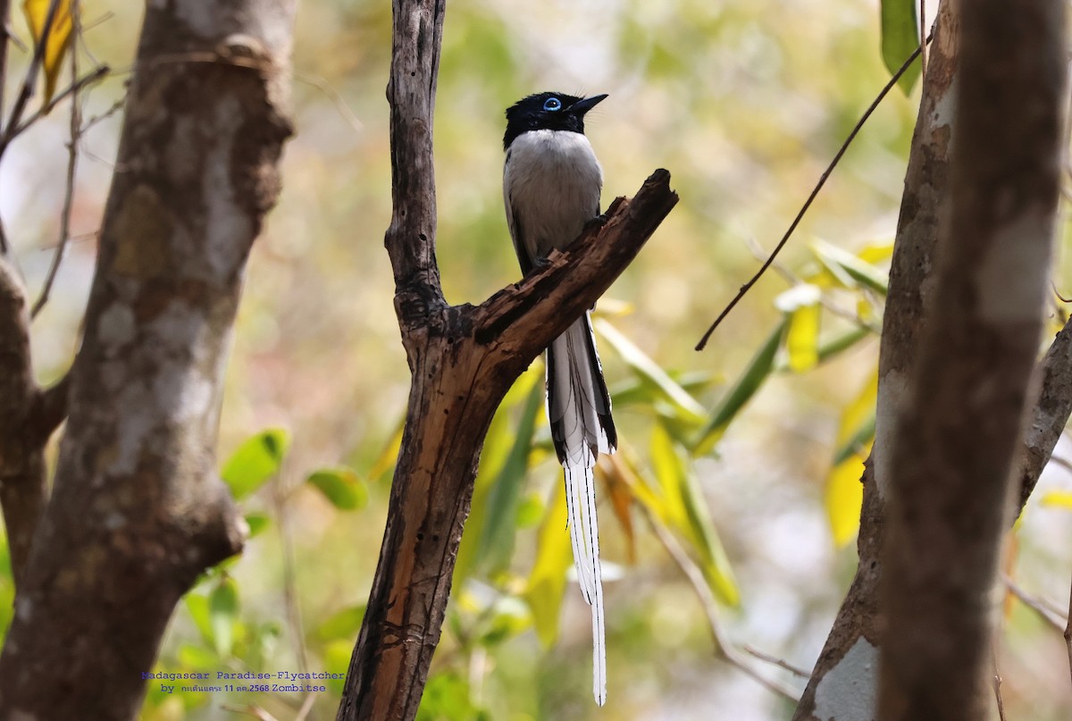 Malagasy Paradise-Flycatcher - ML644842199