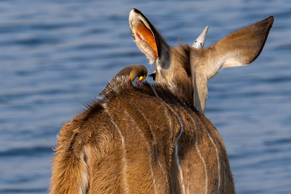 klubák žlutozobý - ML644842200