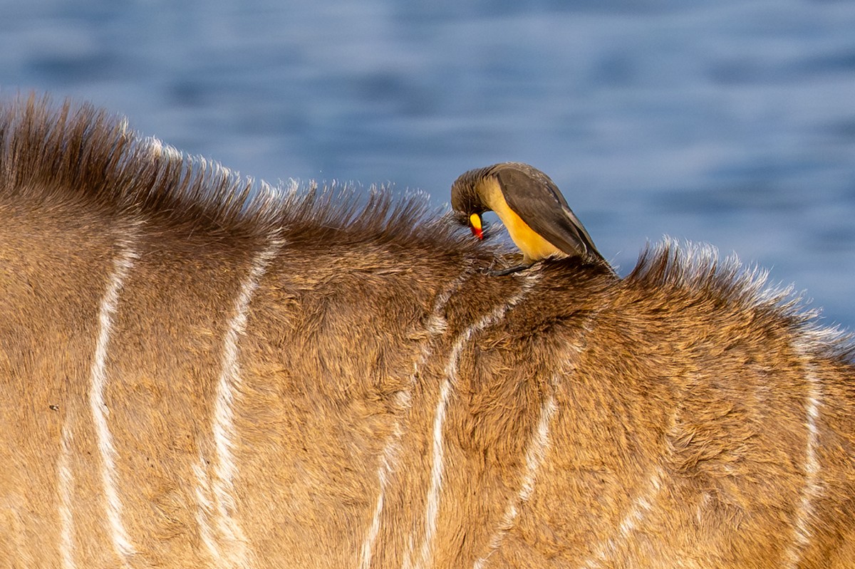 klubák žlutozobý - ML644842201