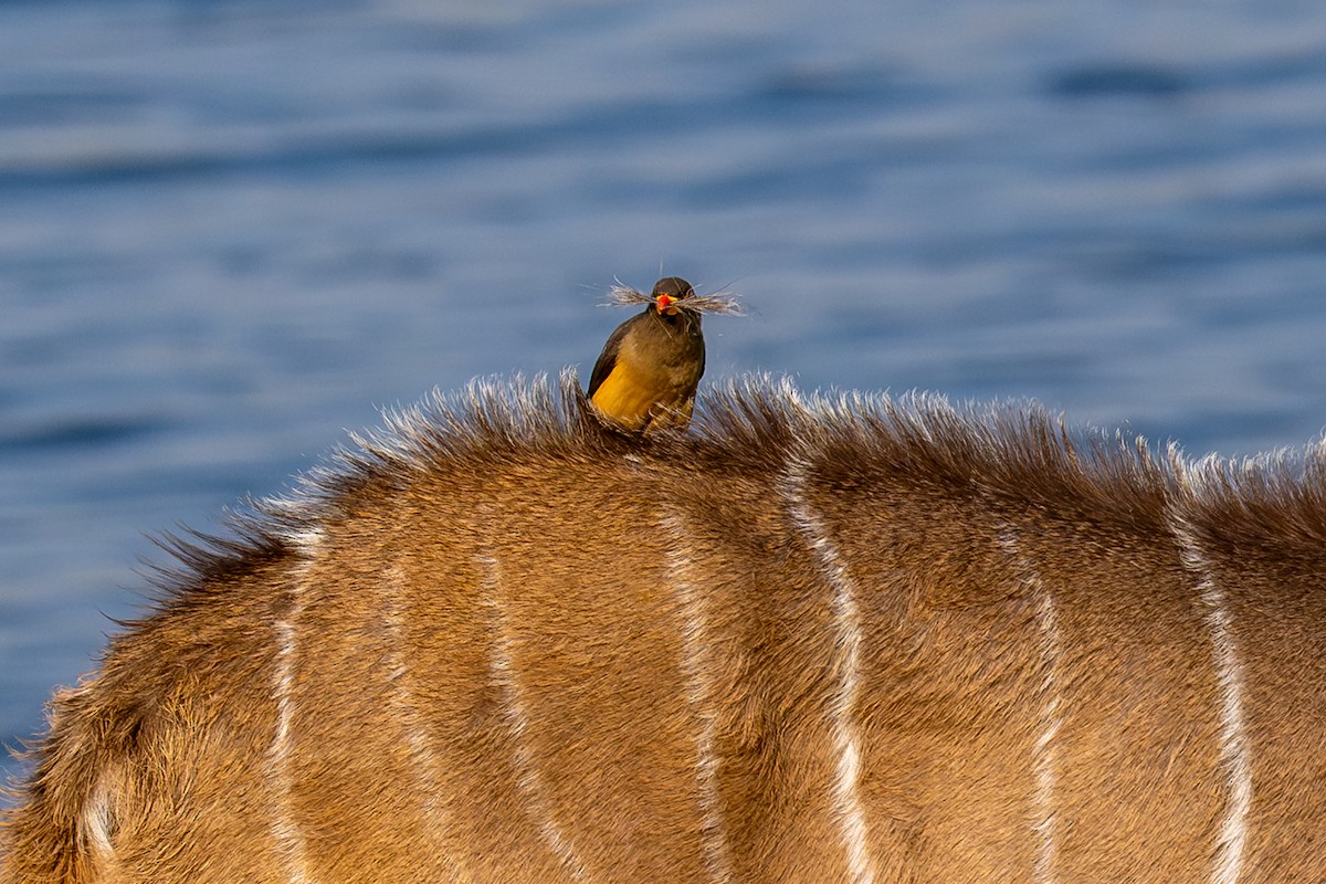 klubák žlutozobý - ML644842203