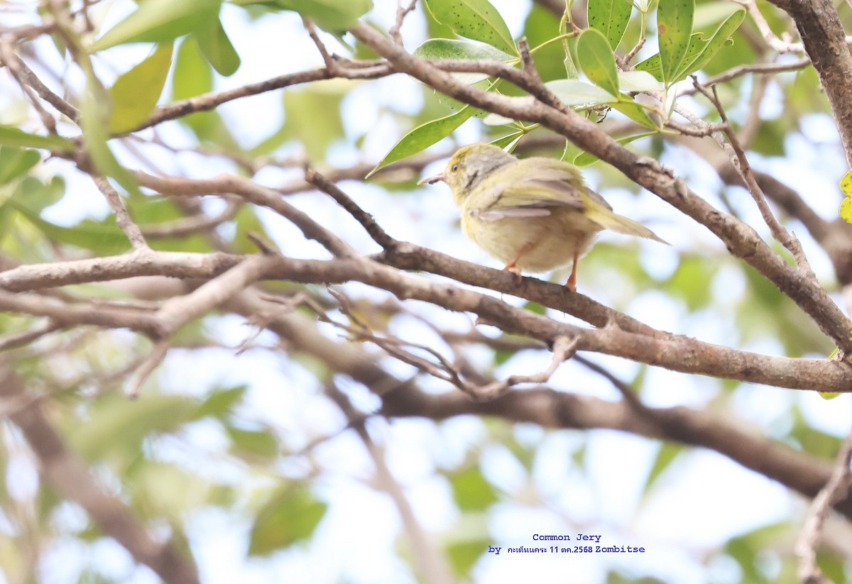 Common Jery - ML644842205