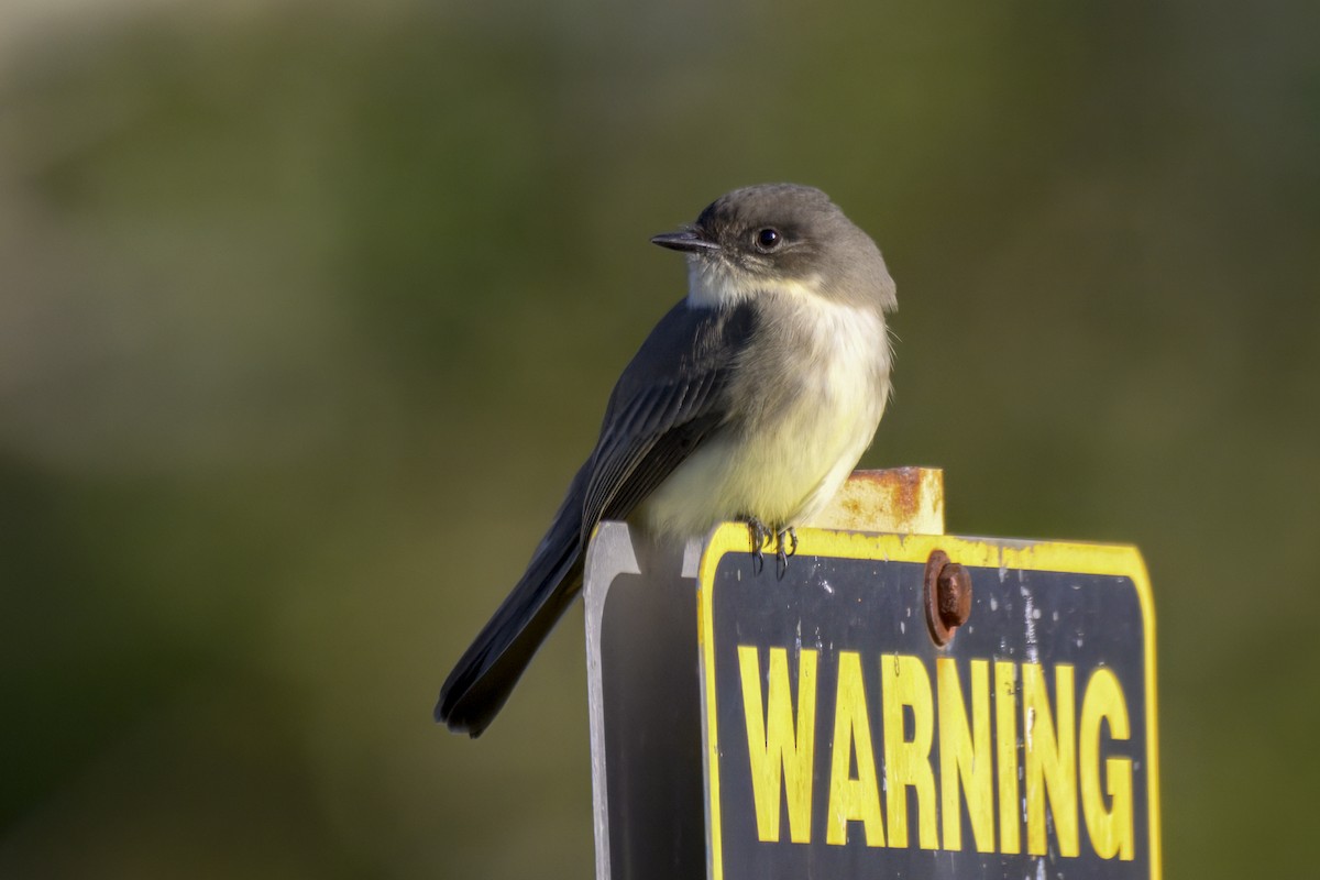 tyranovec domácí - ML644842206