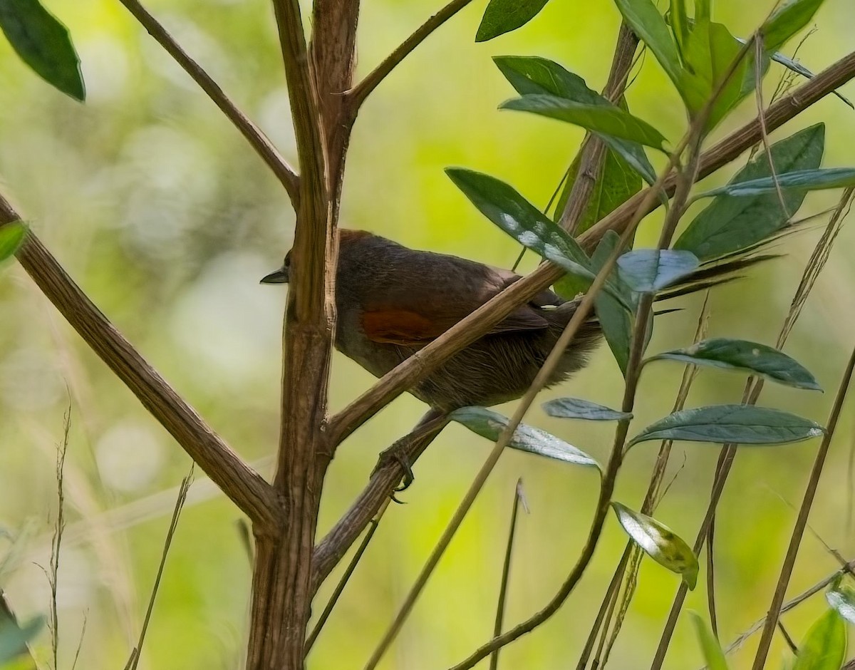 Spix's Spinetail - ML644842218