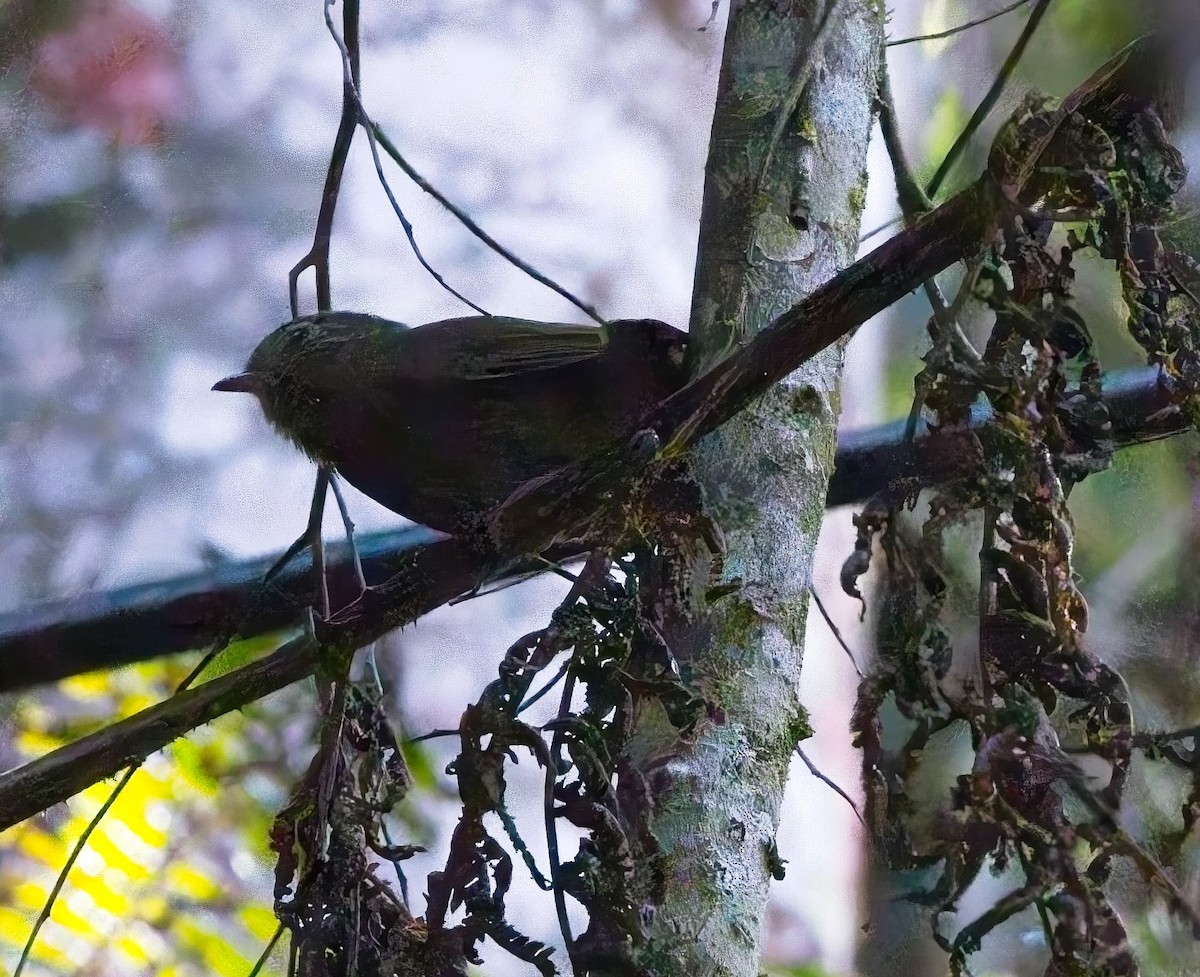 Greenish Schiffornis - ML644842222