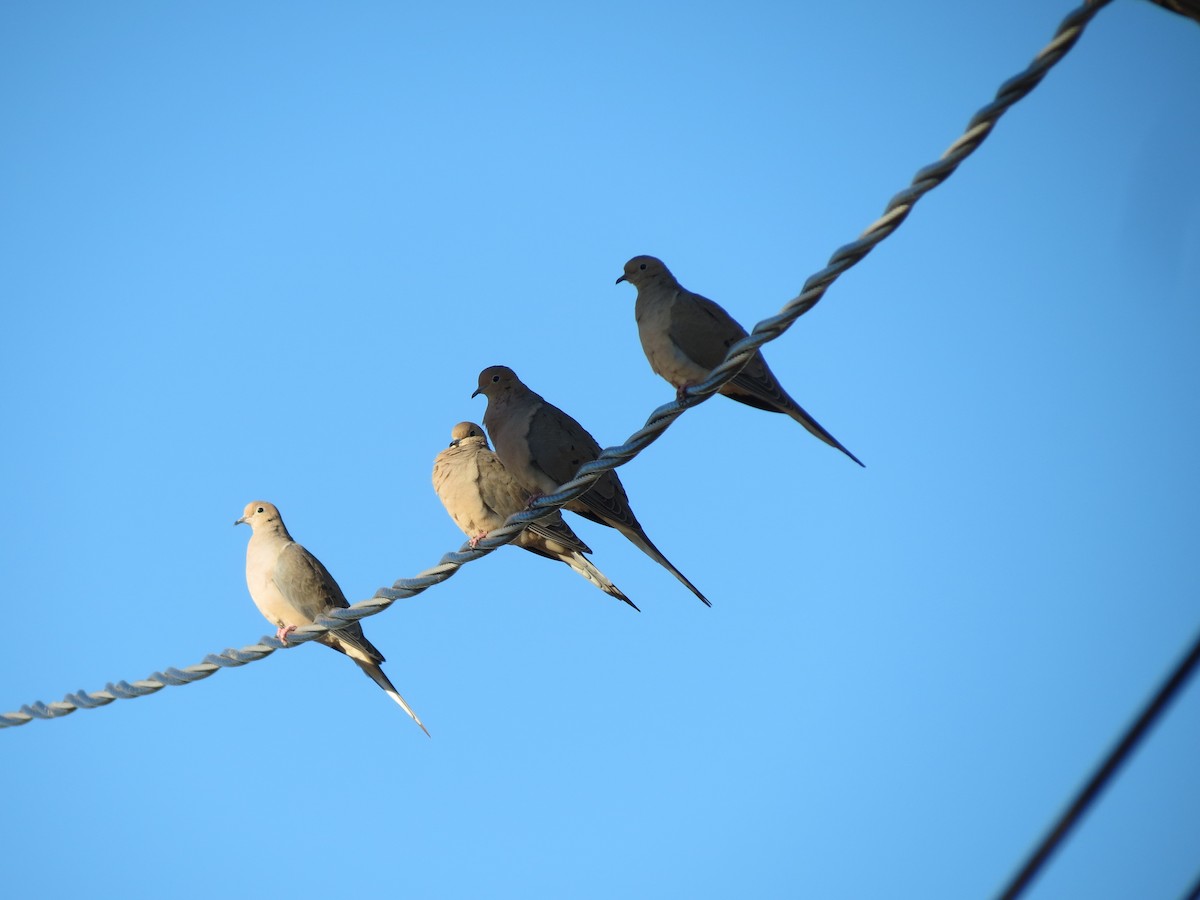 ナゲキバト - ML644842233