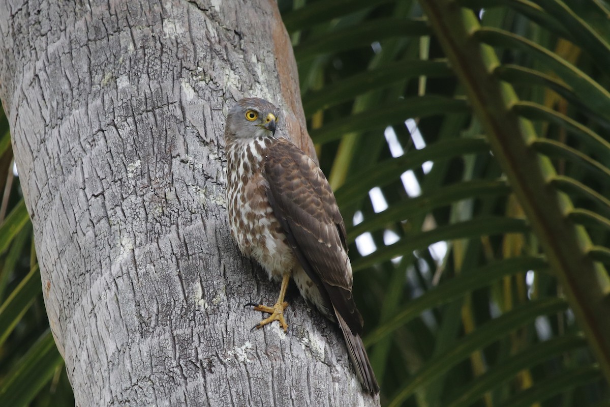 Fiji Goshawk - ML644842250