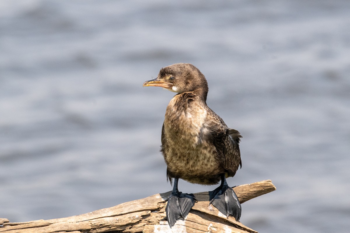 langstjertskarv - ML644842264