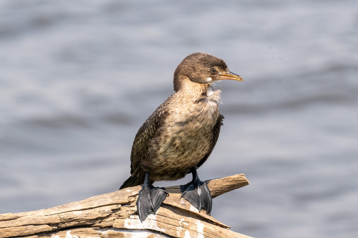 langstjertskarv - ML644842265