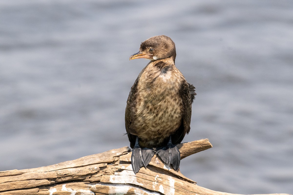 langstjertskarv - ML644842266