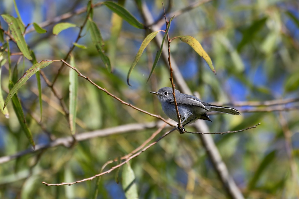 Blue-gray Gnatcatcher - ML644842289