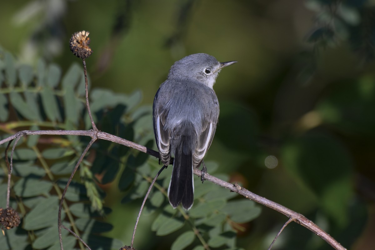 Blue-gray Gnatcatcher - ML644842290