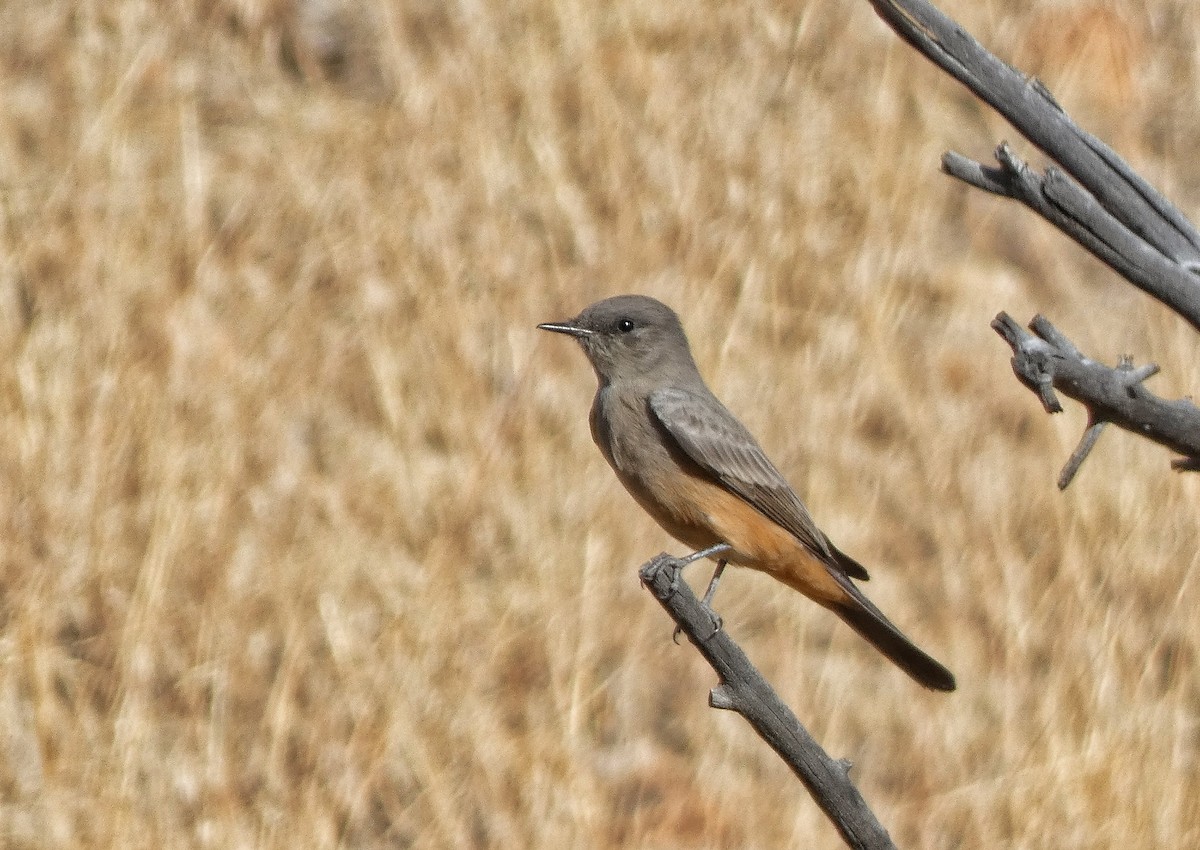 Say's Phoebe - ML644842302