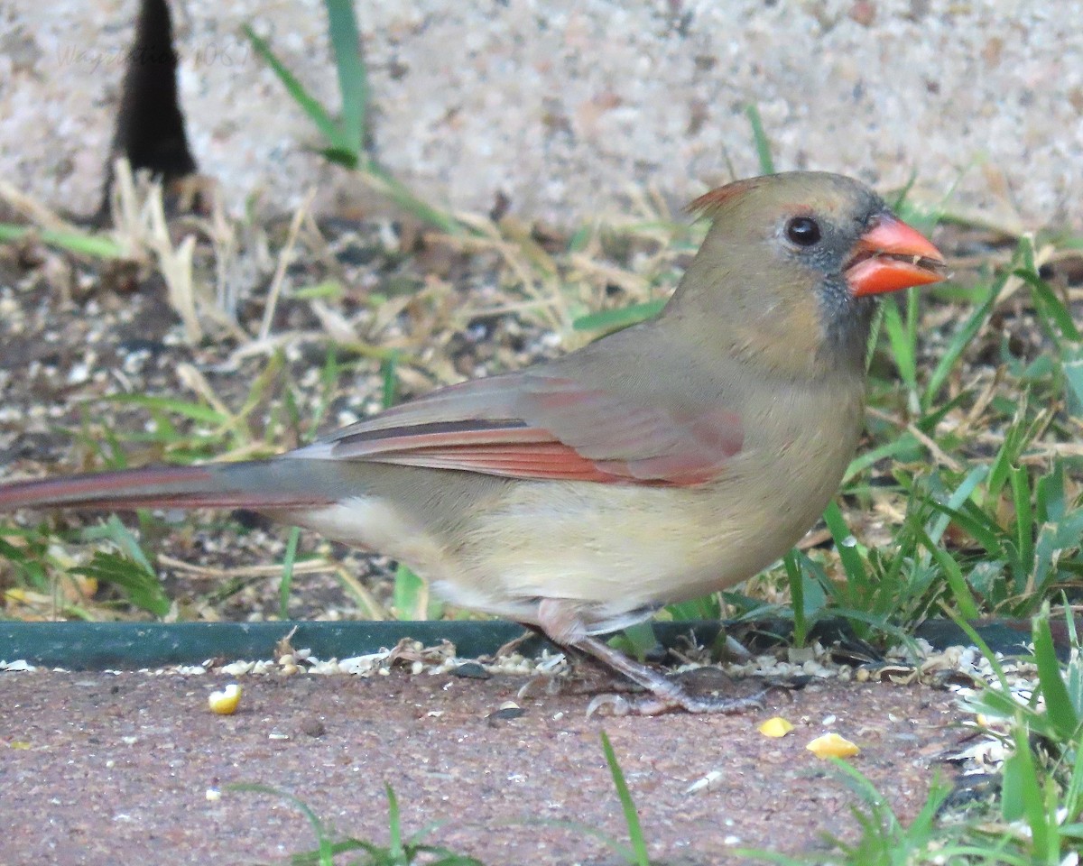 Rotkardinal - ML644842315