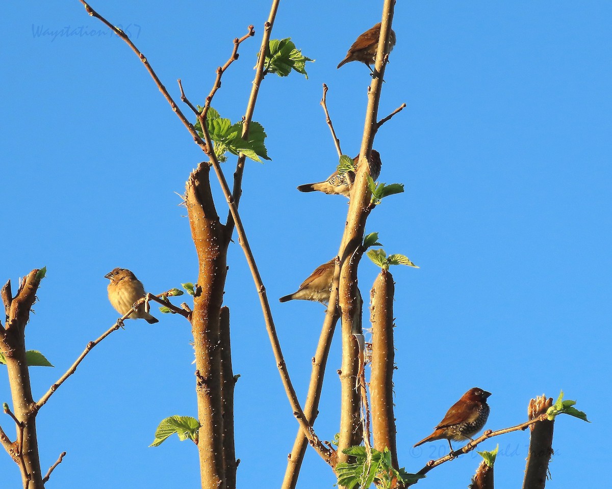 Scaly-breasted Munia - ML644842316
