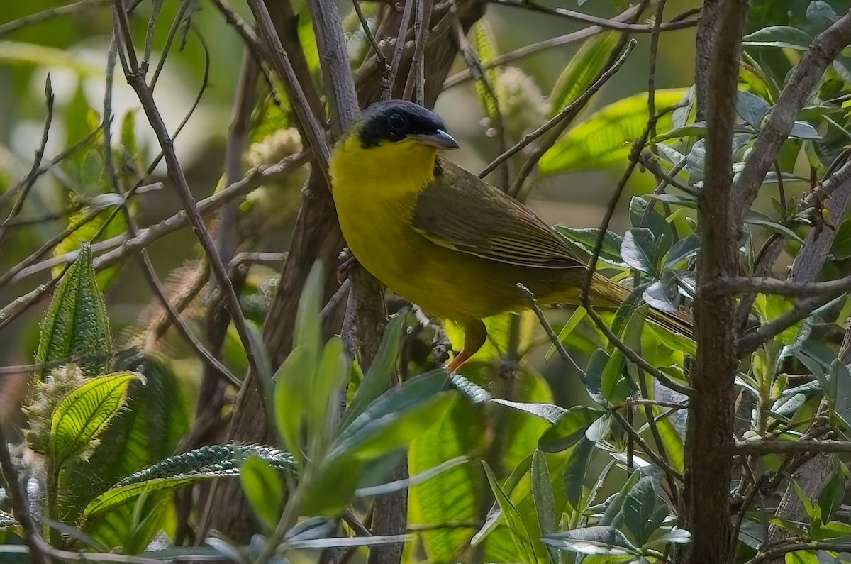 Жовтогорлик східний - ML644842317