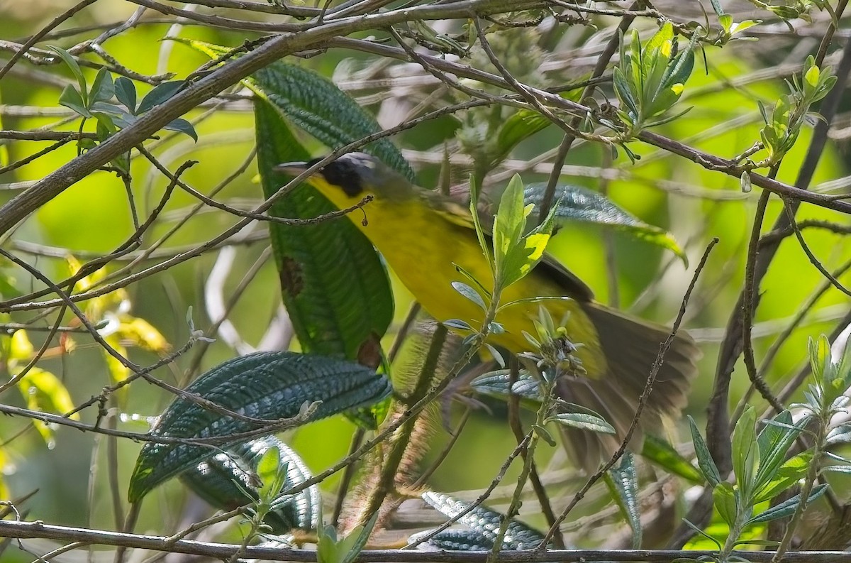 Жовтогорлик східний - ML644842318